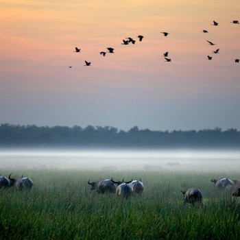 Kakadu National Park brids flying