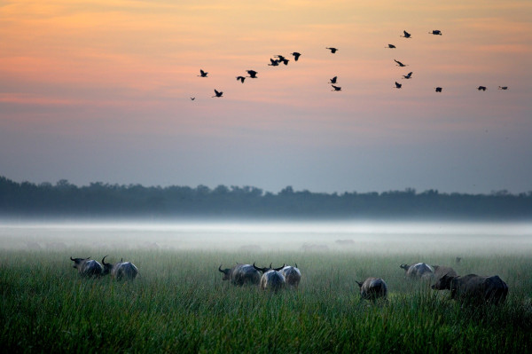 Kakadu National Park brids flying