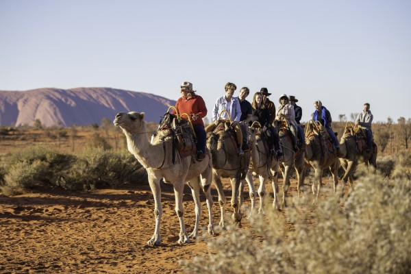 Uluru Camels